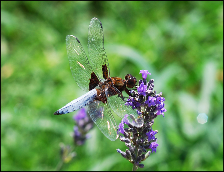 libellula depressa maschio